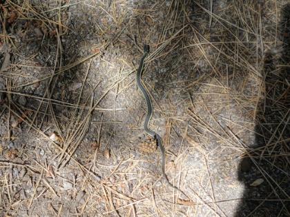 The first of a few nice snakes we came across, this one a small Striped Racer.